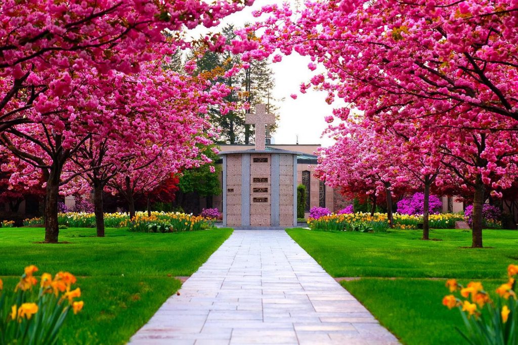 Holy-Rosary-Cremation-Garden Columbarium with pink trees