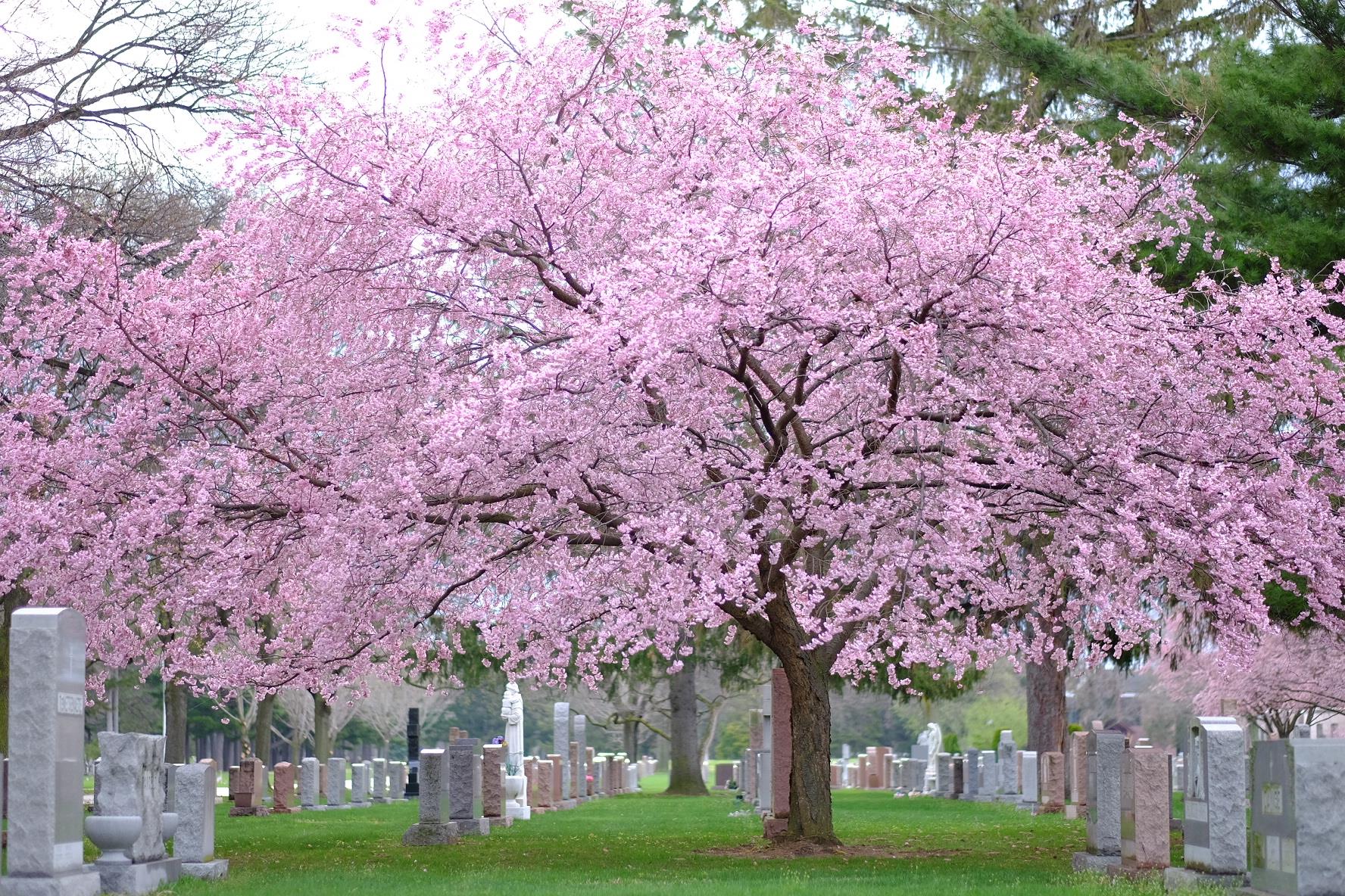 garden-sections garden sections at holy sepulchre cemetery
