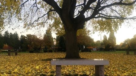 Holy Sepulchre Memorial Bench South 46 Maple Tree Holy
